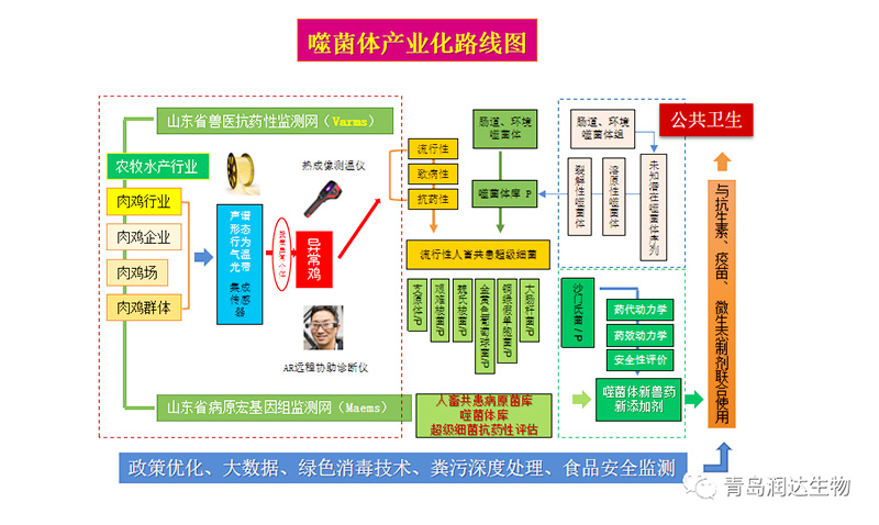 噬菌体工业化蹊径图