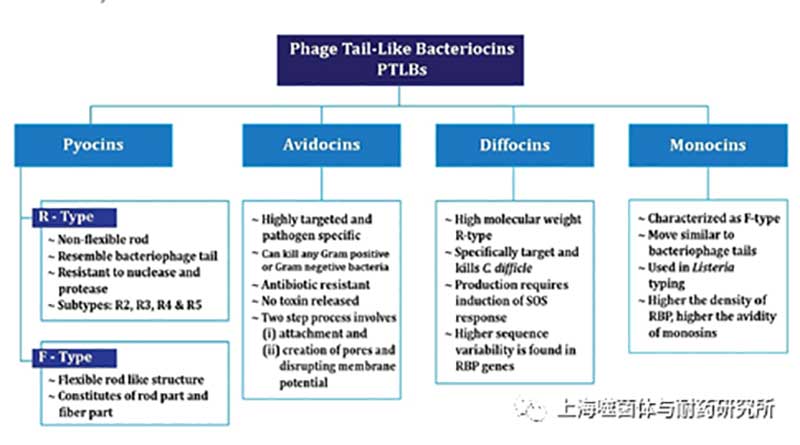 什么是噬菌体尾部样细菌素（PTLBs）