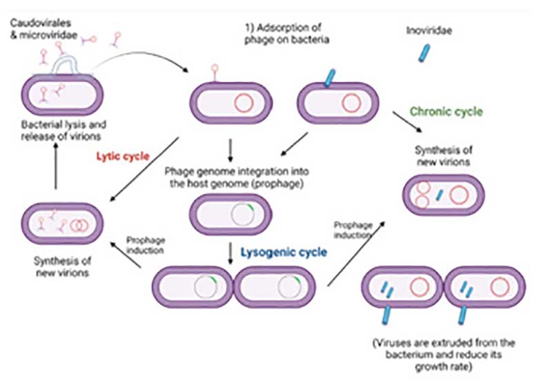 噬菌体的生涯周期
