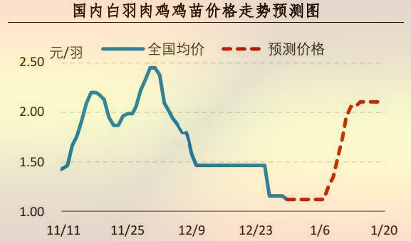 白羽肉鸡鸡苗