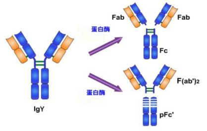 口服精制卵黄抗体在家禽养殖中的应用原理