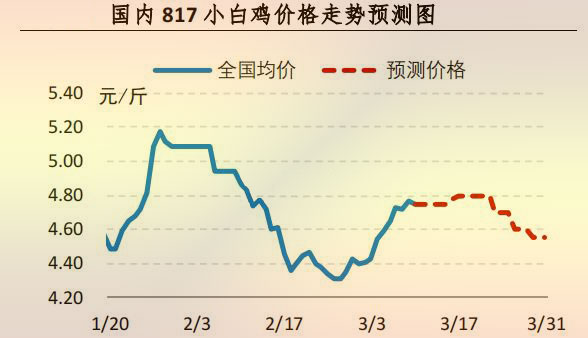 817小白鸡