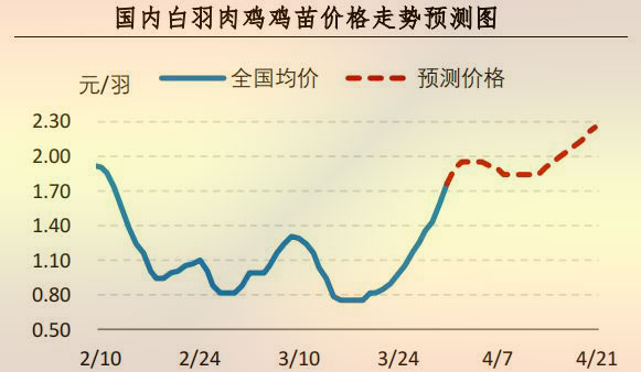 白羽肉鸡鸡苗