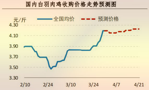 白羽肉鸡