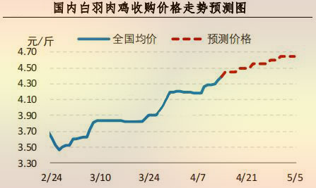 白羽肉鸡