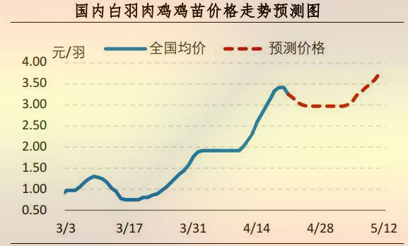 白羽肉鸡鸡苗