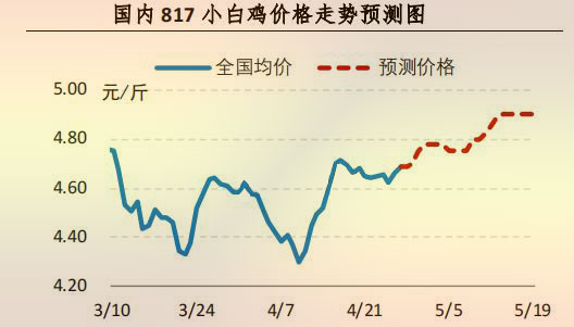 817小白鸡