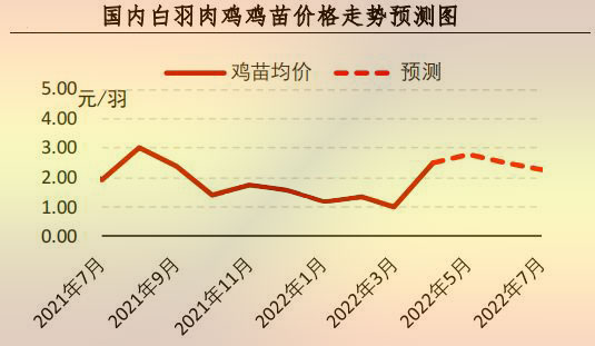 白羽肉鸡苗