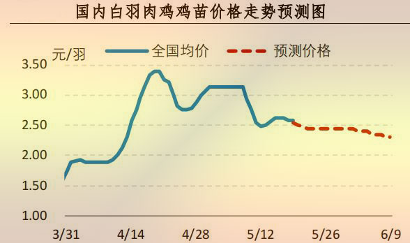 白羽肉鸡鸡苗